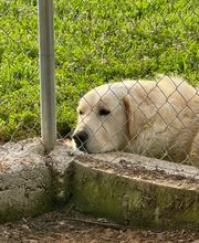 Adiestramiento Córdoba imagen 13