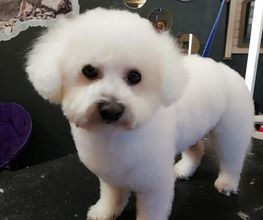 Chanadog image 5