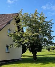 Seek Baum&Gartenpflege Bild 2