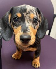 Apple Valley Veterinary Clinic image 14