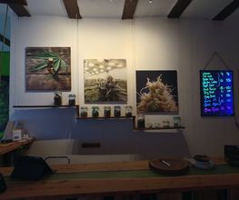 Hempstore Naturals Bild 11