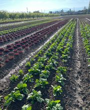 Marché Balmer Bild 12