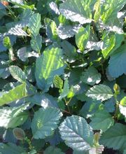 Millon Pépinières image 4