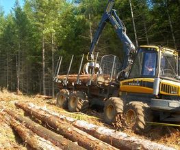 ALLIANCE Forêts Bois image 5