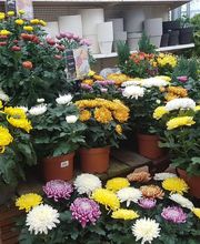 Gamm Vert Marans image 1