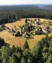 Waldwildkräuter Bild 5