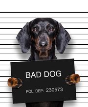 BAD DOG Hundeschule für Problemhunde Bild 5