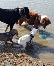 Keep Cool Dog image 16