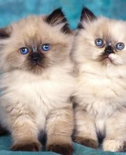 Clinica Veterinaria Exotia Santa Ursula imagen 16