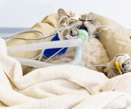 Marigin Tierklinik - 24 Std. Notfalldienst - Zentrum für Tiermedizin Bild 7