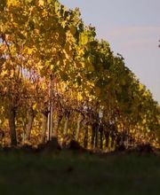 Vignobles Dubard image 2