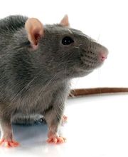 Wrehde Schädlingsbekämpfung Bild 6