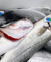 Novameditpesca Sàrl Bild 2