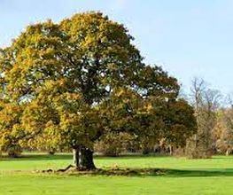 Lincot Catherine image 2