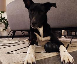 Astuce De Chien image 2