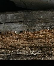 Agence Antiparasitaire Du Bois Pontivy image 8