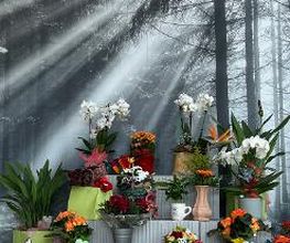 Blumen Haider Bild 4