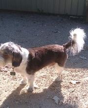 Brentwood Animal Campus image 13