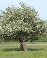 Baum- und Gartenpflege Schifelbein GmbH