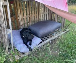 Doglife Bild 9