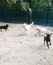 C.A PRO CANIN image 4