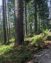 FriedWald Badener Höhe Bild 3