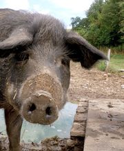 Biolandbau Guggenbüel Bild 6