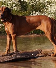 Rhodesian Ridgeback Züchter Bild 1