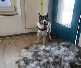 Hundesalon Farah Bild 11