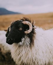 Clinique vétérinaire An Avel image 1