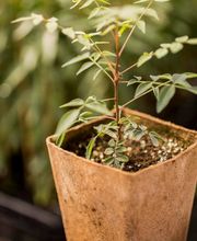 INVISA BIOTECNOLOGIA VEGETAL imagen 2