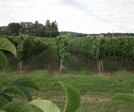 Vignobles MAULUN image 4