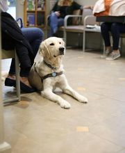 Rye Harrison Veterinary Hospital image 19