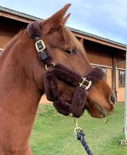 Manège du Mont Bild 4