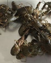 Fischerei Zollinger Greifensee Bild 2