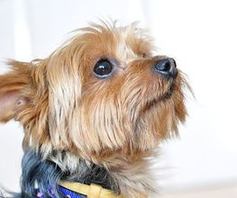 perro-mirando-hacia-arriba.jpg