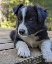 Elevage la Vallée des Petits Bois image 15