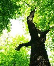 Verde Gartenbau Meisterbetrieb Bild 1