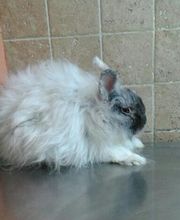 Centro Veterinario Ifach imagen 6