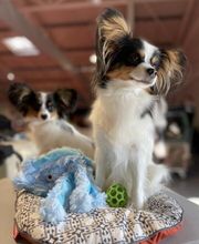 L'ETOILE D'OURALE image 2