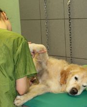 Hundesalon Pet Cut's Bild 5