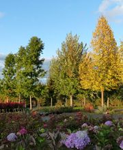 Bernhard Baumschulen AG Bild 11