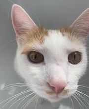 Maggy's Mobiler Katzenservice Unna Bild 2