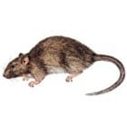 Antira F. & R. Python SA