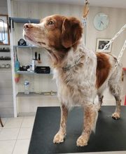 Mon Chien C'est Quelqu'un image 14