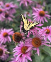 Brownsburg Flower Shop image 10