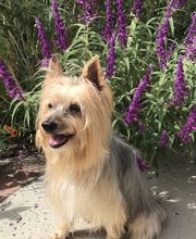 Mutt Hut Pet Grooming image 7