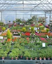 Jardinerie Champs Fleurs image 4