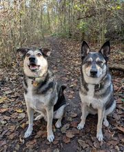 Hundeschule München-Nord