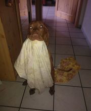 Steffis mobile Tierbetreuung Bild 4